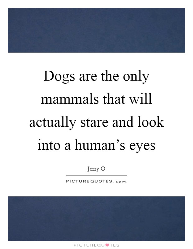 Dogs are the only mammals that will actually stare and look into a human's eyes Picture Quote #1