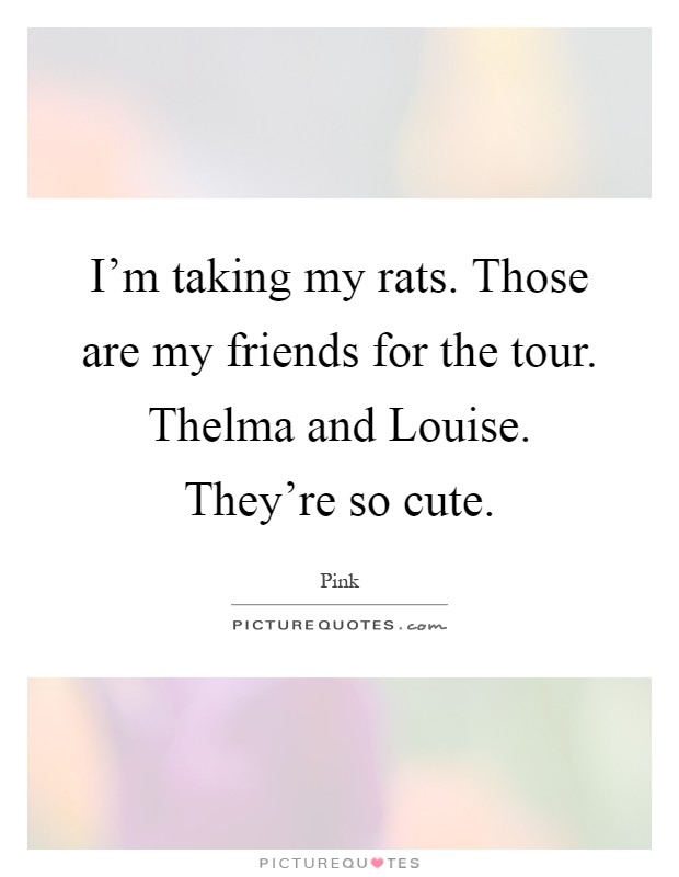 I'm taking my rats. Those are my friends for the tour. Thelma and Louise. They're so cute Picture Quote #1