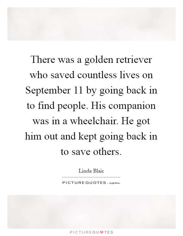 There was a golden retriever who saved countless lives on September 11 by going back in to find people. His companion was in a wheelchair. He got him out and kept going back in to save others Picture Quote #1