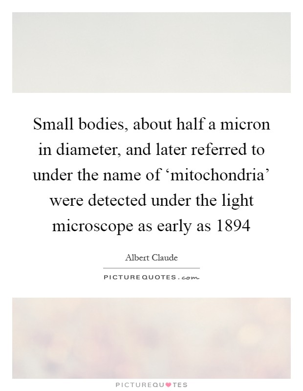 Small bodies, about half a micron in diameter, and later referred to under the name of ‘mitochondria' were detected under the light microscope as early as 1894 Picture Quote #1