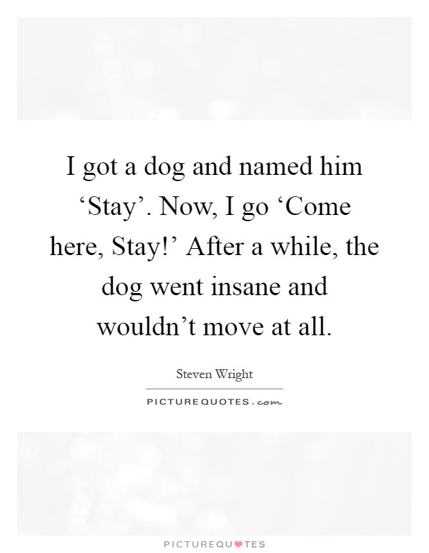 I got a dog and named him ‘Stay'. Now, I go ‘Come here, Stay!' After a while, the dog went insane and wouldn't move at all Picture Quote #1