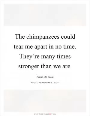 The chimpanzees could tear me apart in no time. They’re many times stronger than we are Picture Quote #1