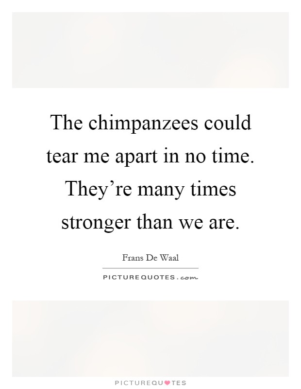 The chimpanzees could tear me apart in no time. They're many times stronger than we are Picture Quote #1