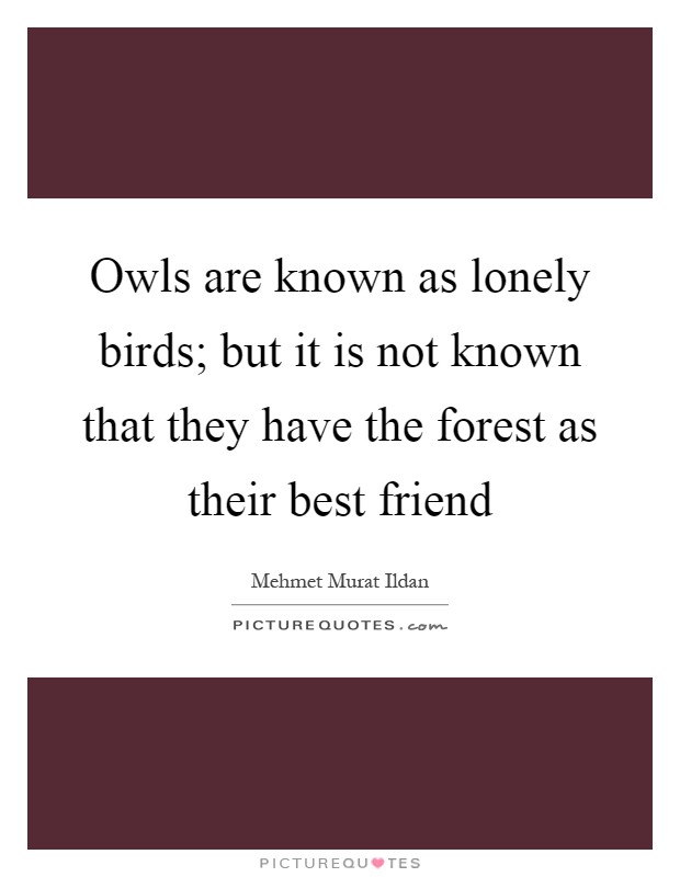 Owls are known as lonely birds; but it is not known that they have the forest as their best friend Picture Quote #1
