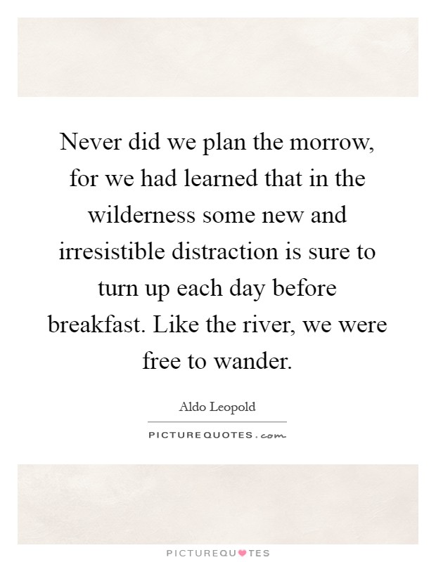 Never did we plan the morrow, for we had learned that in the wilderness some new and irresistible distraction is sure to turn up each day before breakfast. Like the river, we were free to wander Picture Quote #1