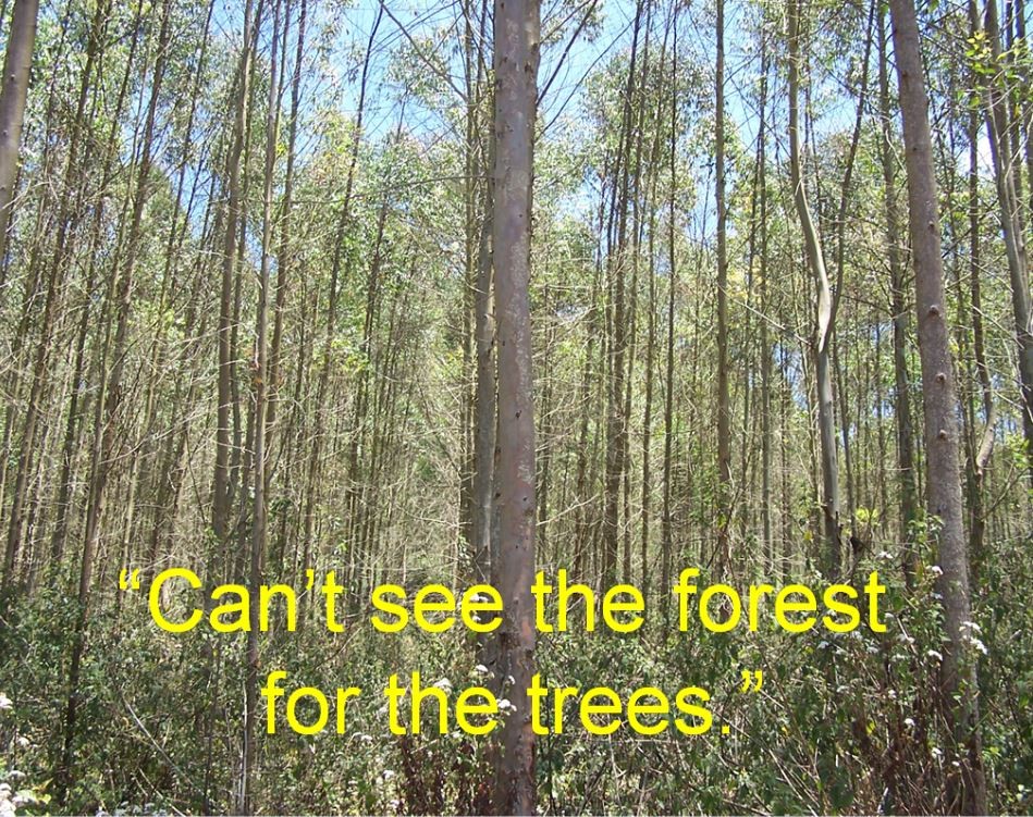 Can't see the forest for the trees Picture Quote #1