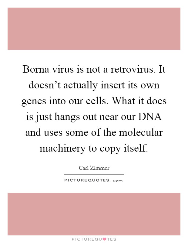 Borna virus is not a retrovirus. It doesn't actually insert its own genes into our cells. What it does is just hangs out near our DNA and uses some of the molecular machinery to copy itself Picture Quote #1