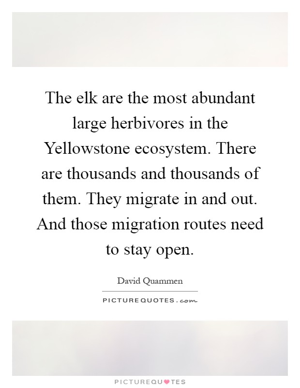 The elk are the most abundant large herbivores in the Yellowstone ecosystem. There are thousands and thousands of them. They migrate in and out. And those migration routes need to stay open Picture Quote #1