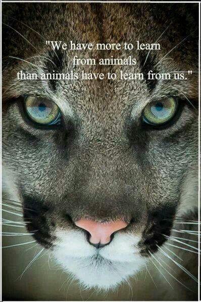 We have more to learn from animals than animals have to learn from us Picture Quote #1