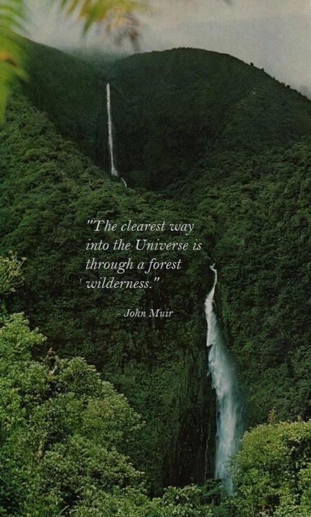 The clearest way into the Universe if through a forest wilderness Picture Quote #1