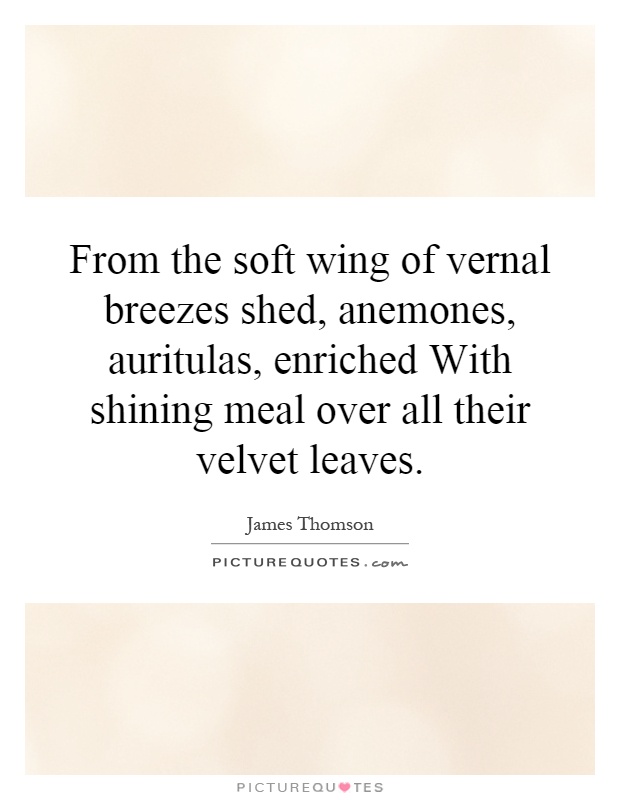 From the soft wing of vernal breezes shed, anemones, auritulas, enriched With shining meal over all their velvet leaves Picture Quote #1