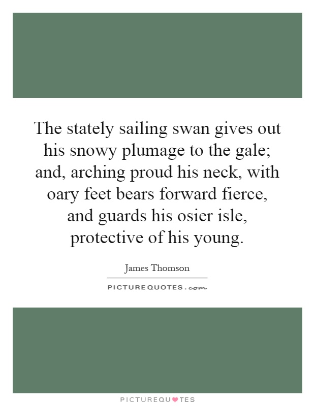 The stately sailing swan gives out his snowy plumage to the gale; and, arching proud his neck, with oary feet bears forward fierce, and guards his osier isle, protective of his young Picture Quote #1