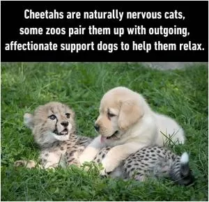 Cheetahs are naturally nervous cats, some zoos pair them up with outgoing, affectionate support dogs to help them relax Picture Quote #1
