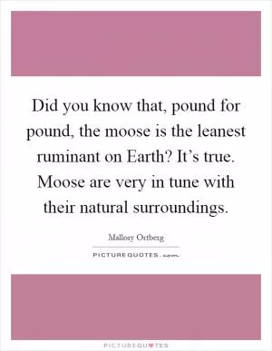 Did you know that, pound for pound, the moose is the leanest ruminant on Earth? It’s true. Moose are very in tune with their natural surroundings Picture Quote #1