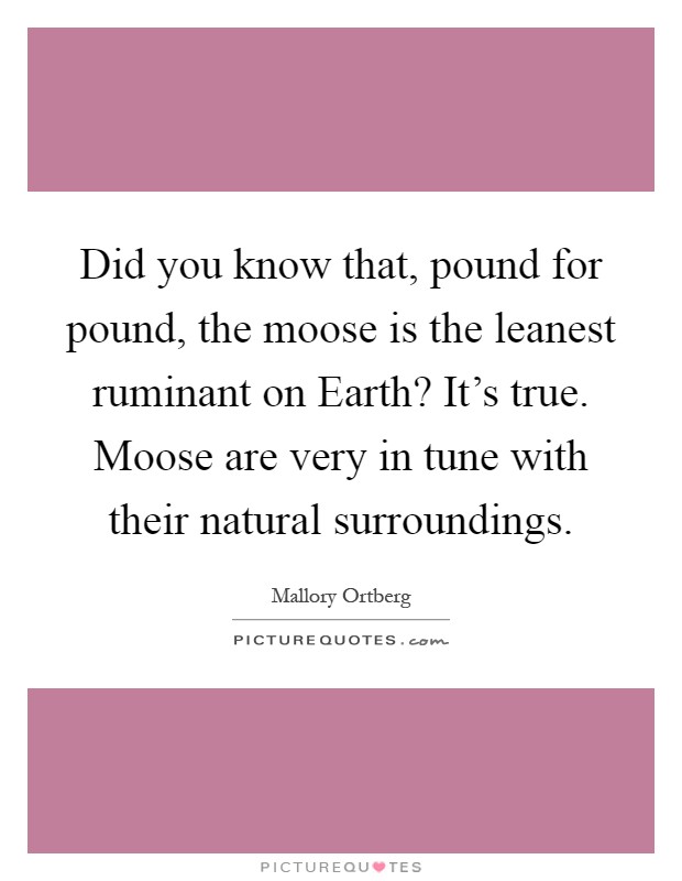 Did you know that, pound for pound, the moose is the leanest ruminant on Earth? It's true. Moose are very in tune with their natural surroundings Picture Quote #1
