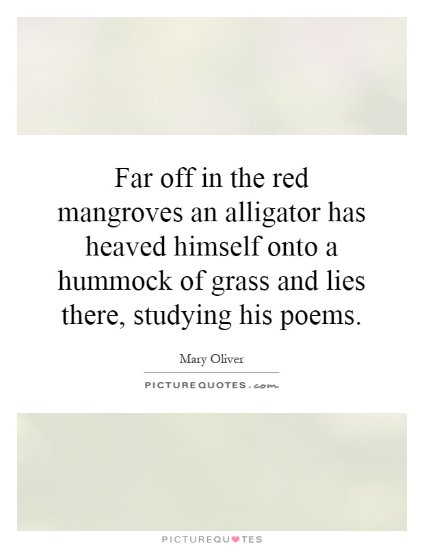 Far off in the red mangroves an alligator has heaved himself onto a hummock of grass and lies there, studying his poems Picture Quote #1