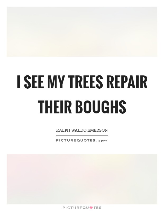 I see my trees repair their boughs Picture Quote #1