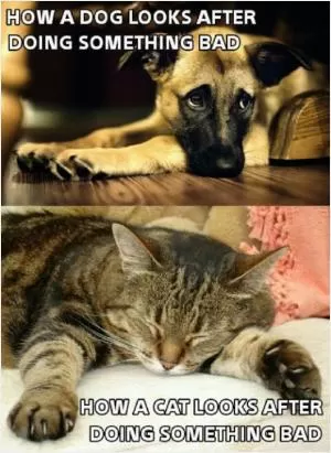 How a dog looks after doing something bad. How a cat looks after doing something bad Picture Quote #1