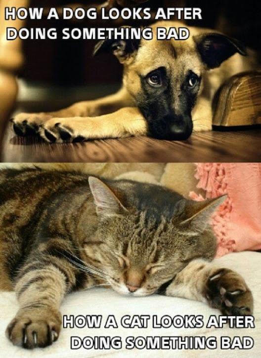 How a dog looks after doing something bad. How a cat looks after doing something bad Picture Quote #1
