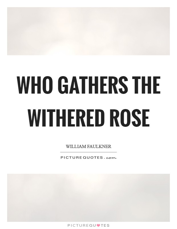Who gathers the withered rose Picture Quote #1