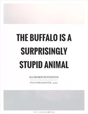 The buffalo is a surprisingly stupid animal Picture Quote #1