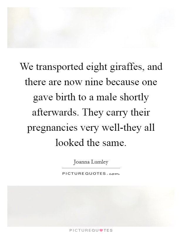 We transported eight giraffes, and there are now nine because one gave birth to a male shortly afterwards. They carry their pregnancies very well-they all looked the same Picture Quote #1