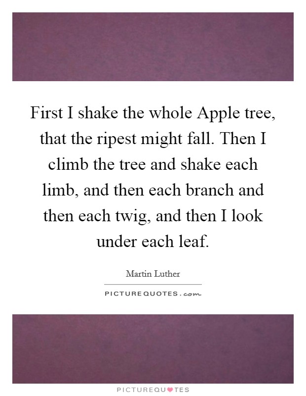 First I shake the whole Apple tree, that the ripest might fall. Then I climb the tree and shake each limb, and then each branch and then each twig, and then I look under each leaf Picture Quote #1