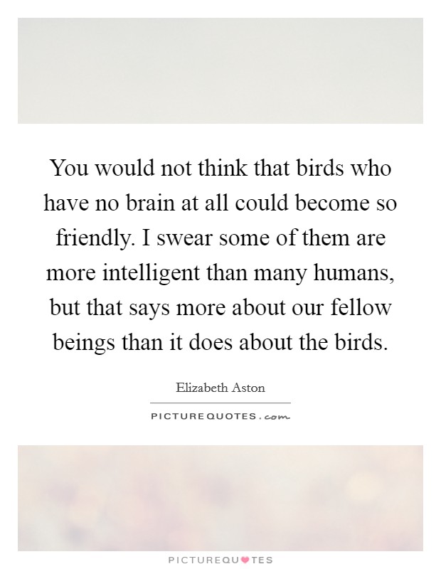 You would not think that birds who have no brain at all could become so friendly. I swear some of them are more intelligent than many humans, but that says more about our fellow beings than it does about the birds Picture Quote #1