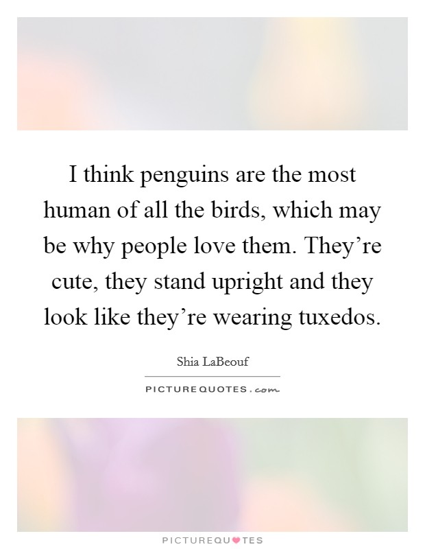 I think penguins are the most human of all the birds, which may be why people love them. They're cute, they stand upright and they look like they're wearing tuxedos Picture Quote #1