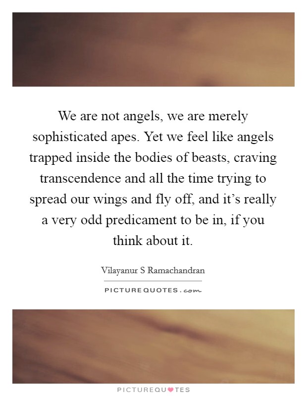 We are not angels, we are merely sophisticated apes. Yet we feel like angels trapped inside the bodies of beasts, craving transcendence and all the time trying to spread our wings and fly off, and it's really a very odd predicament to be in, if you think about it Picture Quote #1