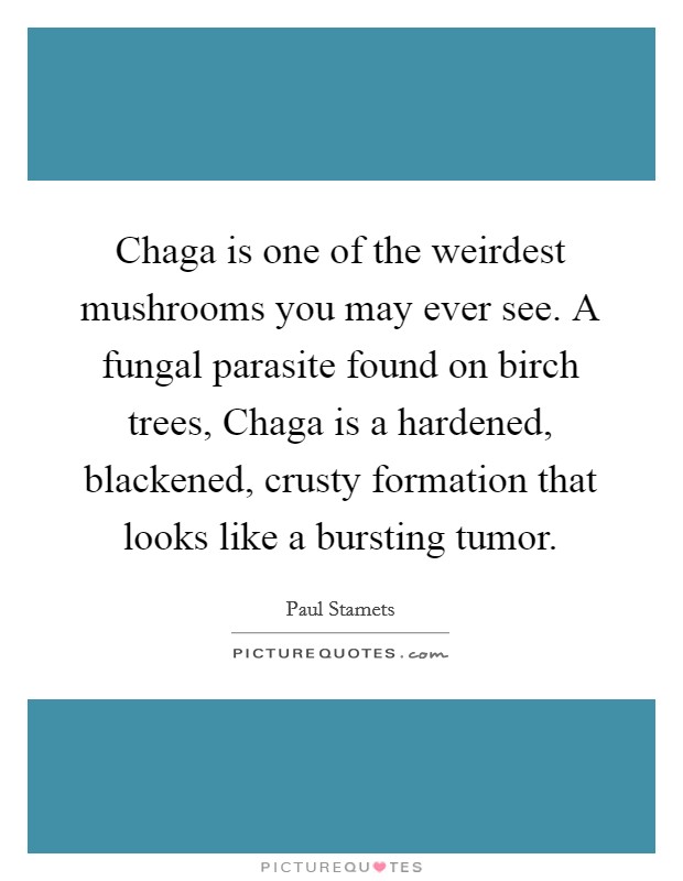 Chaga is one of the weirdest mushrooms you may ever see. A fungal parasite found on birch trees, Chaga is a hardened, blackened, crusty formation that looks like a bursting tumor Picture Quote #1