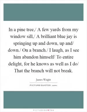 In a pine tree,/ A few yards from my window sill,/ A brilliant blue jay is springing up and down, up and/ down./ On a branch./ I laugh, as I see him abandon himself/ To entire delight, for he knows as well as I do/ That the branch will not break Picture Quote #1