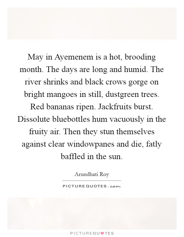 May in Ayemenem is a hot, brooding month. The days are long and humid. The river shrinks and black crows gorge on bright mangoes in still, dustgreen trees. Red bananas ripen. Jackfruits burst. Dissolute bluebottles hum vacuously in the fruity air. Then they stun themselves against clear windowpanes and die, fatly baffled in the sun Picture Quote #1