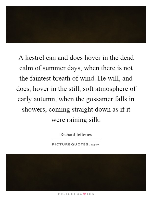 A kestrel can and does hover in the dead calm of summer days, when there is not the faintest breath of wind. He will, and does, hover in the still, soft atmosphere of early autumn, when the gossamer falls in showers, coming straight down as if it were raining silk Picture Quote #1