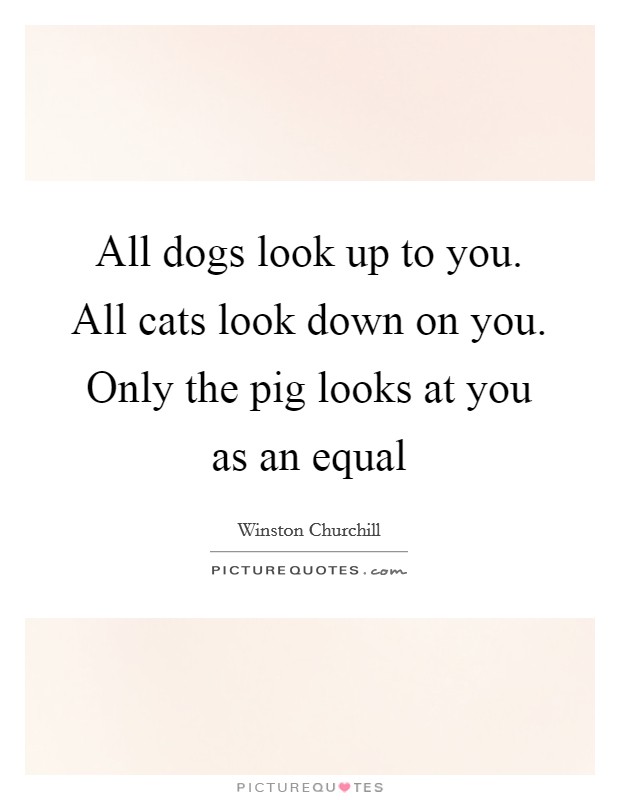 All dogs look up to you. All cats look down on you. Only the pig looks at you as an equal Picture Quote #1