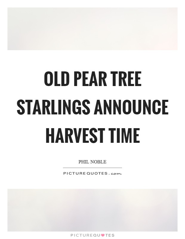 Old pear tree starlings announce harvest time Picture Quote #1