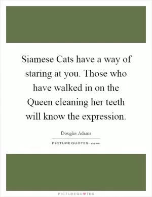 Siamese Cats have a way of staring at you. Those who have walked in on the Queen cleaning her teeth will know the expression Picture Quote #1