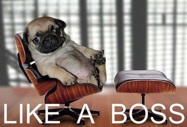 Like a boss Picture Quote #1