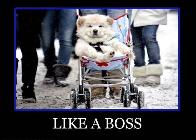 Like a boss Picture Quote #2