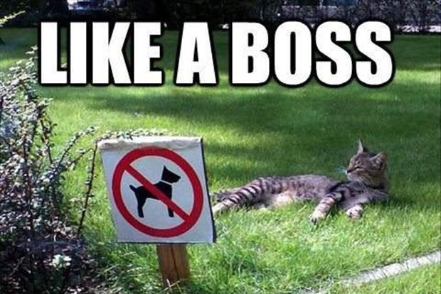 Like a boss Picture Quote #4