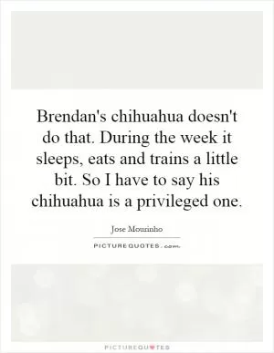 Brendan's chihuahua doesn't do that. During the week it sleeps, eats and trains a little bit. So I have to say his chihuahua is a privileged one Picture Quote #1
