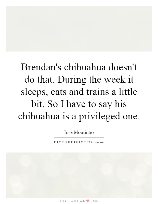 Brendan's chihuahua doesn't do that. During the week it sleeps, eats and trains a little bit. So I have to say his chihuahua is a privileged one Picture Quote #1