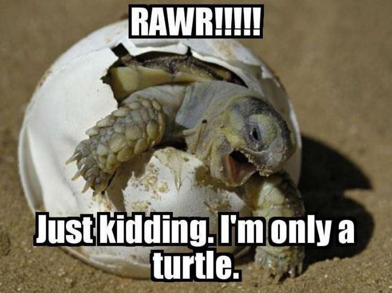 Rawr!!!!! Just kidding. I'm only a turtle Picture Quote #1