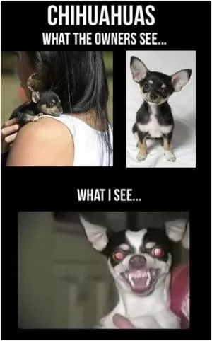 Chihuahuas. What the owners see... What I see Picture Quote #1