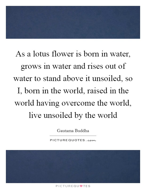 As a lotus flower is born in water, grows in water and rises out of water to stand above it unsoiled, so I, born in the world, raised in the world having overcome the world, live unsoiled by the world Picture Quote #1