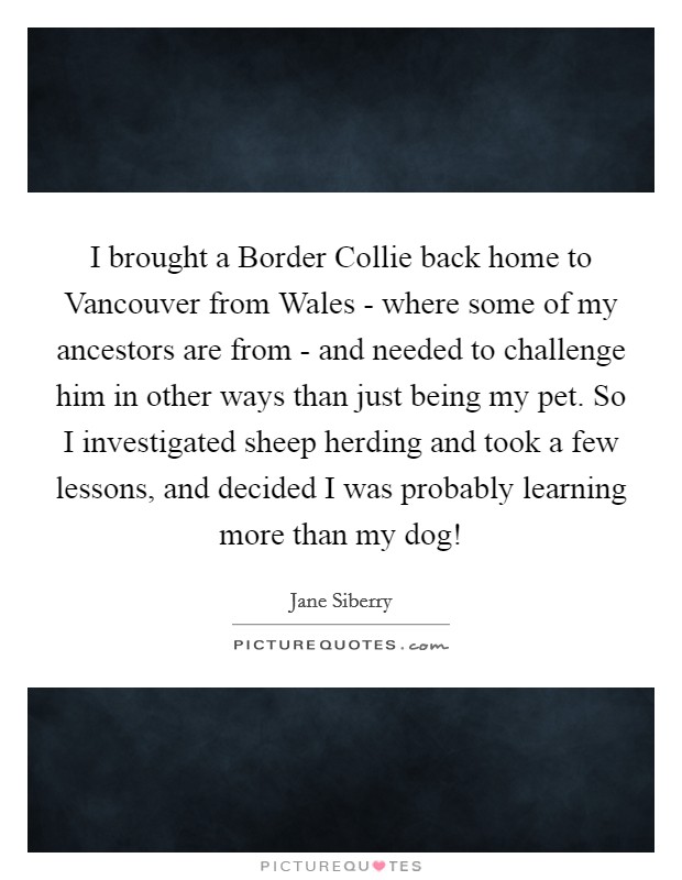 I brought a Border Collie back home to Vancouver from Wales - where some of my ancestors are from - and needed to challenge him in other ways than just being my pet. So I investigated sheep herding and took a few lessons, and decided I was probably learning more than my dog! Picture Quote #1