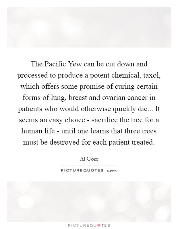 The Pacific Yew can be cut down and processed to produce a potent chemical, taxol, which offers some promise of curing certain forms of lung, breast and ovarian cancer in patients who would otherwise quickly die... It seems an easy choice - sacrifice the tree for a human life - until one learns that three trees must be destroyed for each patient treated Picture Quote #1