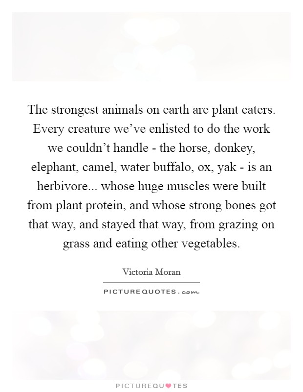 The strongest animals on earth are plant eaters. Every creature we've enlisted to do the work we couldn't handle - the horse, donkey, elephant, camel, water buffalo, ox, yak - is an herbivore... whose huge muscles were built from plant protein, and whose strong bones got that way, and stayed that way, from grazing on grass and eating other vegetables Picture Quote #1