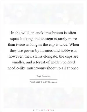 In the wild, an enoki mushroom is often squat-looking and its stem is rarely more than twice as long as the cap is wide. When they are grown by farmers and hobbyists, however, their stems elongate, the caps are smaller, and a forest of golden colored needle-like mushrooms shoot up all at once Picture Quote #1