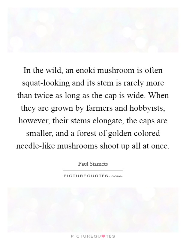 In the wild, an enoki mushroom is often squat-looking and its stem is rarely more than twice as long as the cap is wide. When they are grown by farmers and hobbyists, however, their stems elongate, the caps are smaller, and a forest of golden colored needle-like mushrooms shoot up all at once Picture Quote #1